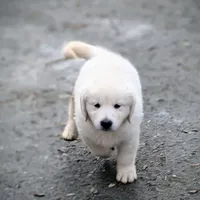 Lucy, a female English Cream Golden Retriever for sale in Rutherfordton, NC – Photo 5 of 9