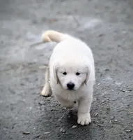 processed/bddeef00-f61e-4c3f-8cf8-5e9ab393a00c/listing/aa0ca18b-0ad6-4fdf-98c4-57cb04ddb4f8/430a19eb-aac0-49c5-b3cd-f298b38057bc