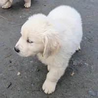 Lucy, a female English Cream Golden Retriever for sale in Rutherfordton, NC – Photo 9 of 9