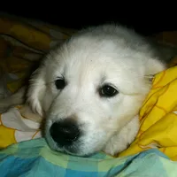 Lucy, a female English Cream Golden Retriever for sale in Rutherfordton, NC – Photo 1 of 9
