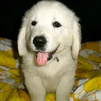 Lucy, a female English Cream Golden Retriever for sale in Rutherfordton, NC – Photo 2 of 9