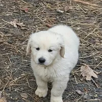 Lucy, a female English Cream Golden Retriever for sale in Rutherfordton, NC – Photo 7 of 9