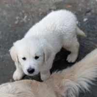 Lucy, a female English Cream Golden Retriever for sale in Rutherfordton, NC – Photo 8 of 9
