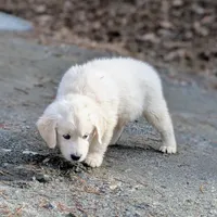 Lucy, a female English Cream Golden Retriever for sale in Rutherfordton, NC – Photo 4 of 9