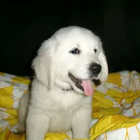 Lucy, a female English Cream Golden Retriever for sale in Rutherfordton, NC – Photo 3 of 9