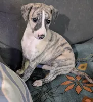 Mio, a female Whippet for sale in Rutherfordton, NC – 8 of 10