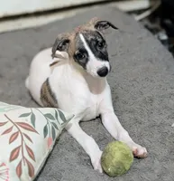 Ruby , a female Whippet for sale in Rutherfordton, NC – 4 of 5
