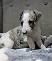 Mahina, a female Whippet for sale in Rutherfordton, NC – 2 of 5