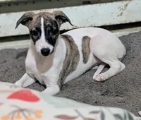 Ruby , a female Whippet for sale in Rutherfordton, NC – 3 of 5