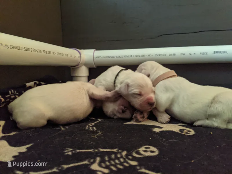 English Cream Golden Retriever male • $1,850 – English Cream Golden Retriever puppy for sale in Rutherfordton, NC