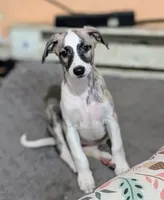 Jasper , a male Whippet for sale in Rutherfordton, NC – 4 of 7