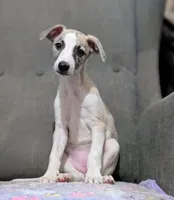 Jade, a female Whippet for sale in Rutherfordton, NC – 4 of 5
