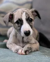 Happy , a female Whippet for sale in Rutherfordton, NC – 6 of 6