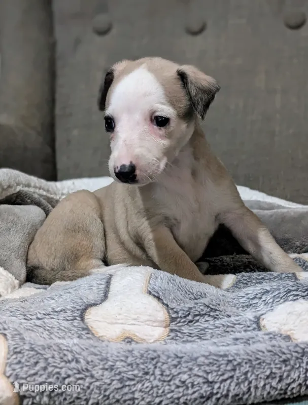 Chai , a female Whippet for sale in Rutherfordton, NC – 1 of 3