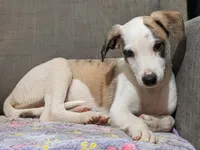 Jagger , a male Whippet for sale in Rutherfordton, NC – 4 of 5