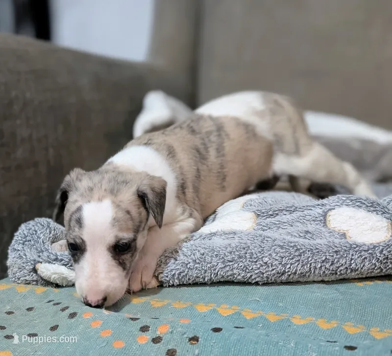 Mahina – Whippet puppy for sale in Rutherfordton, NC