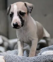 Aina , a female Whippet for sale in Rutherfordton, NC – 3 of 5