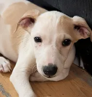 Jojo, a male Whippet for sale in Rutherfordton, NC – 3 of 8