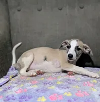 Jade, a female Whippet for sale in Rutherfordton, NC – 5 of 5