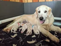 English Cream Golden Retriever male • $1,850, a male English Cream Golden Retriever for sale in Rutherfordton, NC – 2 of 3