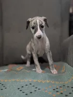 Mio, a female Whippet for sale in Rutherfordton, NC – 2 of 10