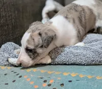 Mahina, a female Whippet for sale in Rutherfordton, NC – 5 of 5