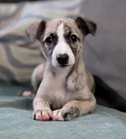 Happy , a female Whippet for sale in Rutherfordton, NC – 2 of 6