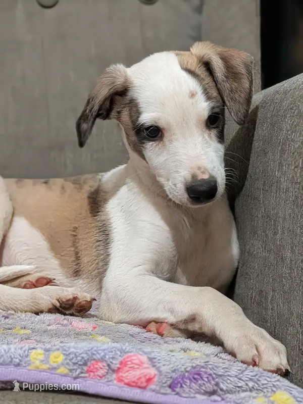 Jagger  – Whippet puppy for sale in Rutherfordton, NC