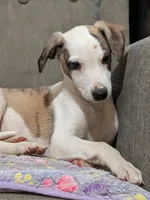 Jagger , a male Whippet for sale in Rutherfordton, NC – 1 of 5