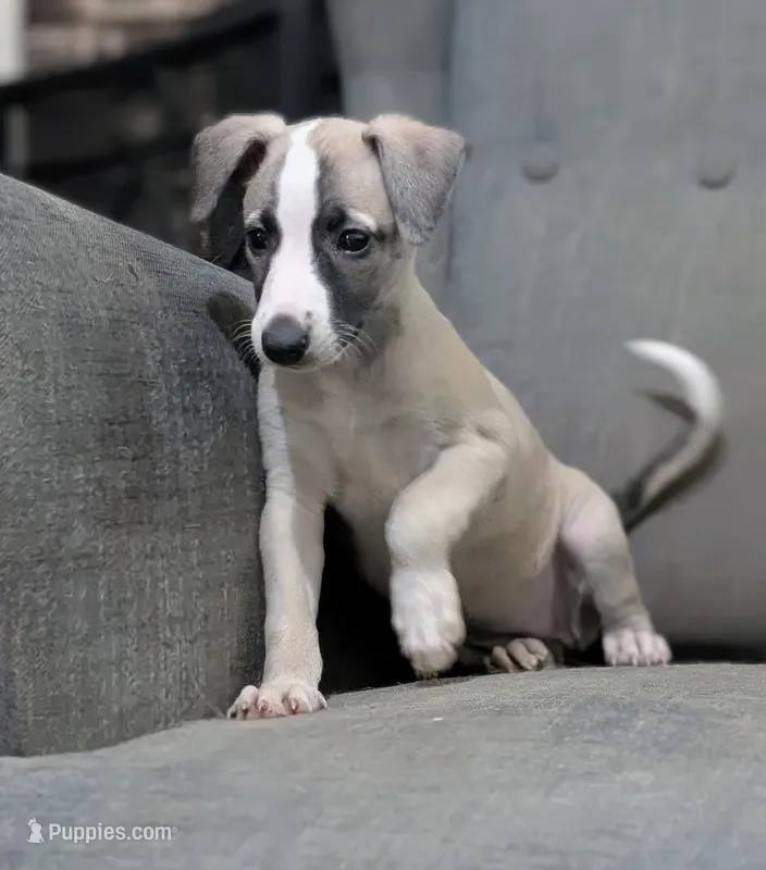 Chika – Whippet puppy for sale in Rutherfordton, NC