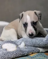 Aina , a female Whippet for sale in Rutherfordton, NC – 4 of 5
