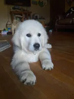 Star, a male English Cream Golden Retriever for sale in Rutherfordton, NC – 3 of 10