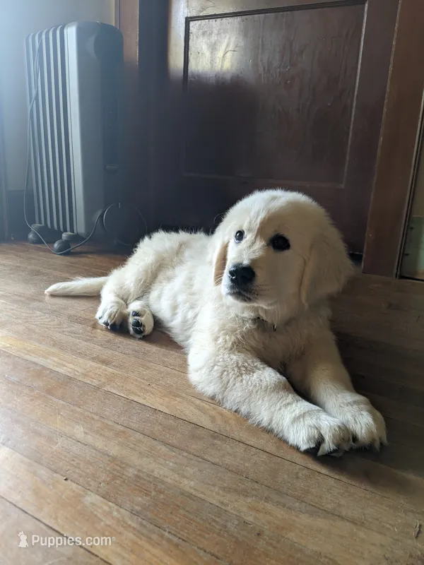 Star – English Cream Golden Retriever puppy for sale in Rutherfordton, NC