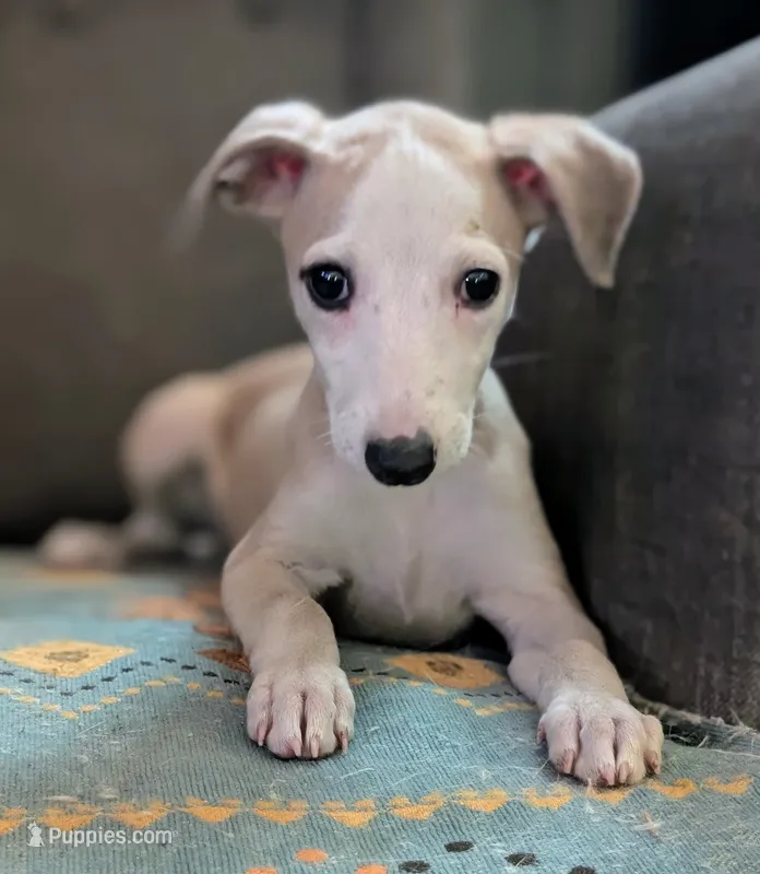 Chai  – Whippet puppy for sale in Rutherfordton, NC