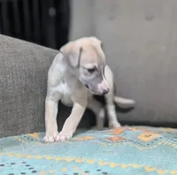 Shion , a male Whippet for sale in Rutherfordton, NC – 6 of 9