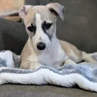 Chai , a female Whippet for sale in Rutherfordton, NC – Photo 5 of 10