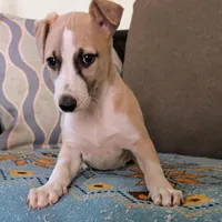 Chai , a female Whippet for sale in Rutherfordton, NC – Photo 4 of 10