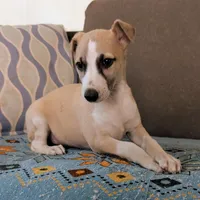 Chai , a female Whippet for sale in Rutherfordton, NC – Photo 6 of 10