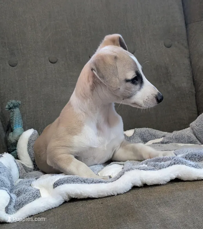 Chai  – Whippet puppy for sale in Rutherfordton, NC
