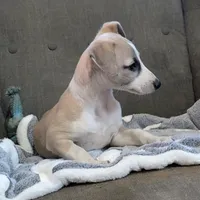 Chai , a female Whippet for sale in Rutherfordton, NC – Photo 1 of 10