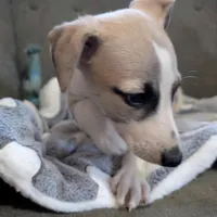 Chai , a female Whippet for sale in Rutherfordton, NC – Photo 9 of 10