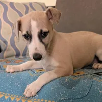Chai , a female Whippet for sale in Rutherfordton, NC – Photo 7 of 10