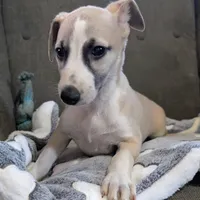 Chai , a female Whippet for sale in Rutherfordton, NC – Photo 10 of 10