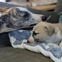 Chai , a female Whippet for sale in Rutherfordton, NC – Photo 8 of 10