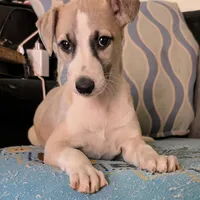 Chai , a female Whippet for sale in Rutherfordton, NC – Photo 3 of 10