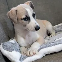 Chai , a female Whippet for sale in Rutherfordton, NC – Photo 2 of 10