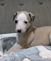 Chai , a female Whippet for sale in Rutherfordton, NC – 2 of 3
