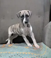 Ren , a male Whippet for sale in Rutherfordton, NC – 8 of 8