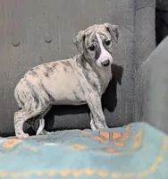 Mio, a female Whippet for sale in Rutherfordton, NC – 3 of 10