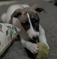 Ruby , a female Whippet for sale in Rutherfordton, NC – 2 of 5
